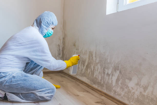 Licensed Mold Testing service in Millington, MI - WQB Mold Removal