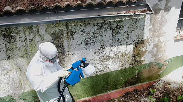 Top rated local Mold Testing specialists in Millington, MI